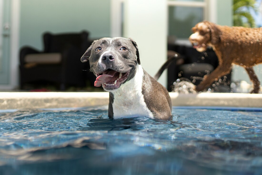 Big dog in swimming pool