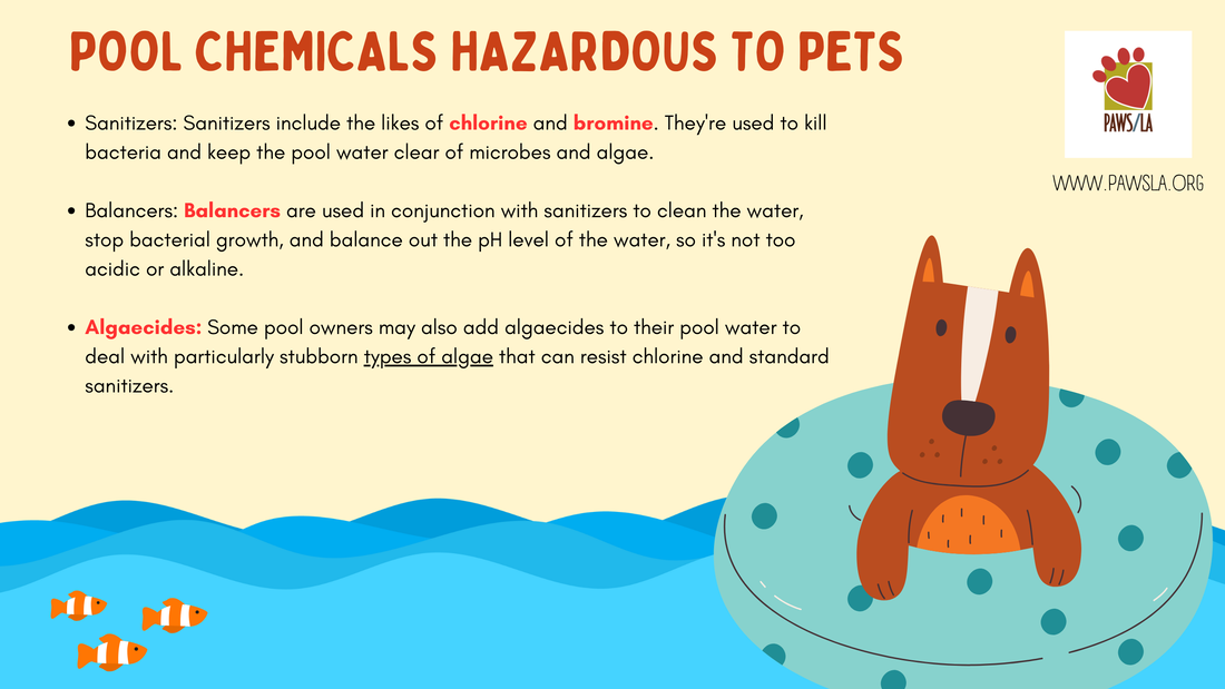 cARTOON INFOGRAPHIC LISTING DANGEROUS pool chemicals