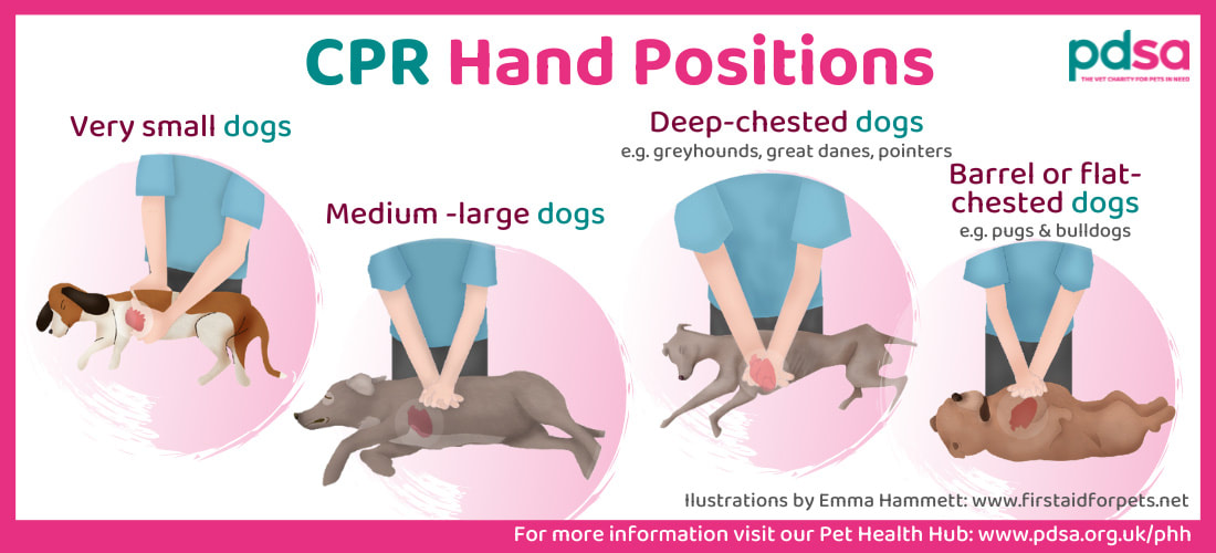 Infographic showing CPR hand positions for animals of various sizes