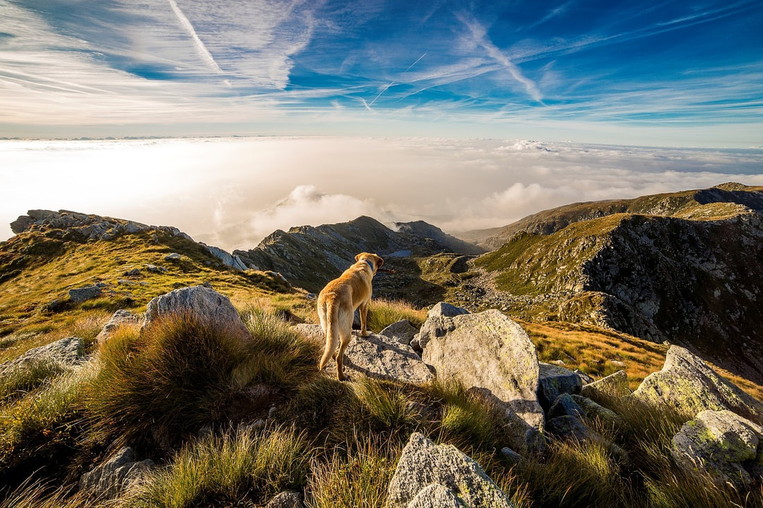 Medium-sized blond dog looking over beautiful, sun-drenched hills