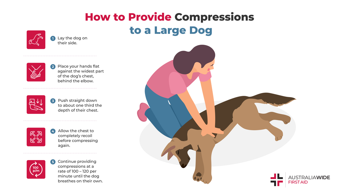 Cartoon infographic showing how to perform CPR on a large dog