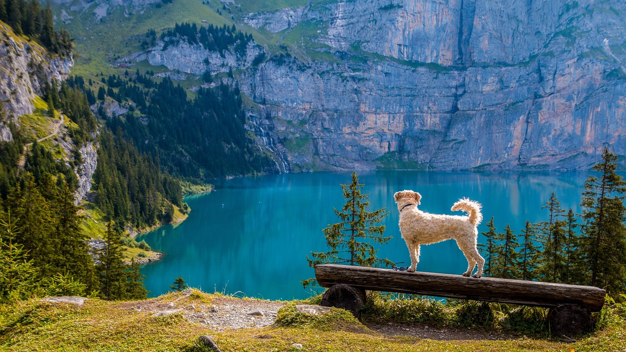 Smaller dog on wooden bench looking over beautiful lake