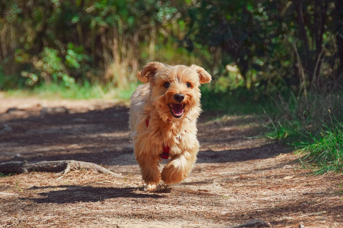 Blond puppy running along sunlit forest trail. Medium shot.