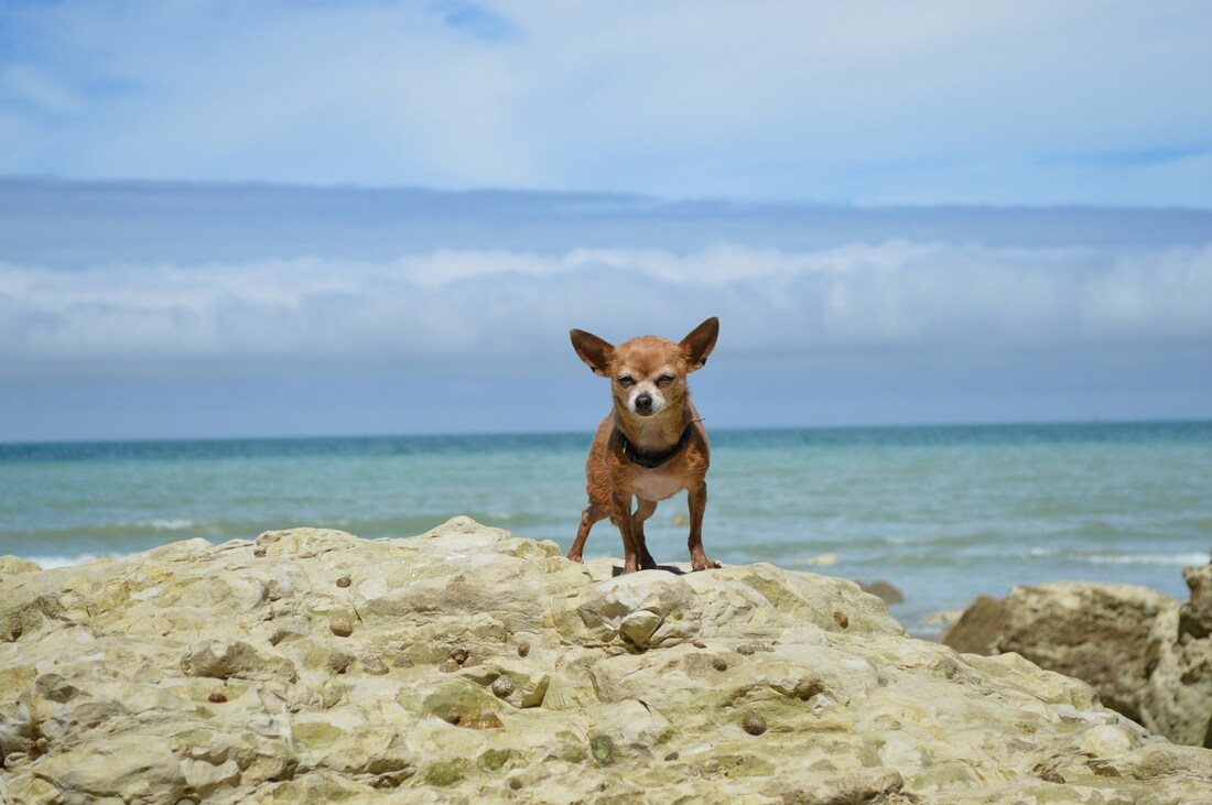 Small brown dog standing on rocks in front of ocean